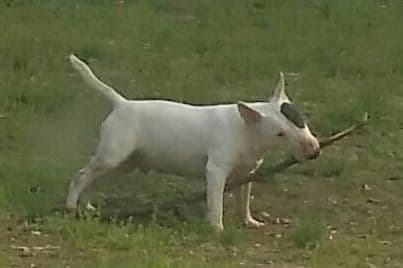 Miniature Bull Terrier Puppies breeder image 17