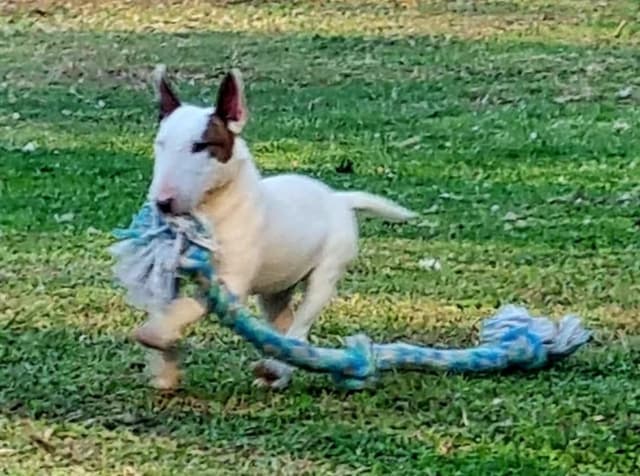 Miniature Bull Terrier Puppies media 9