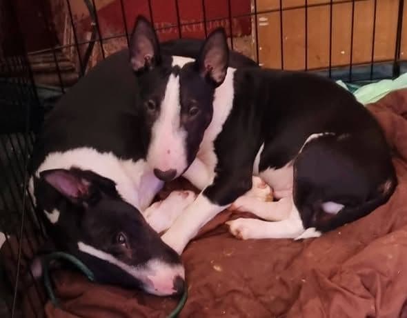 Miniature Bull Terrier Puppies media 2