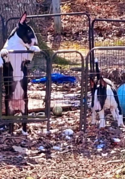 Miniature Bull Terrier Puppies media 3