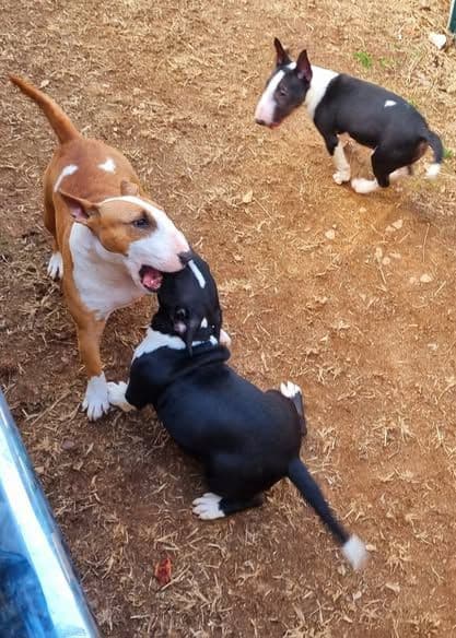 Miniature Bull Terrier Puppies media 4