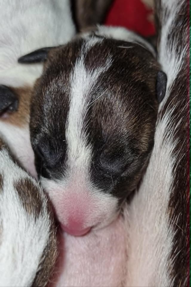 Miniature Bull Terrier Puppies media 2