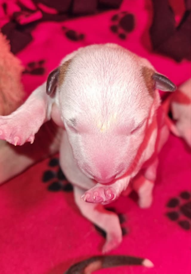 Miniature Bull Terrier Puppies media 5