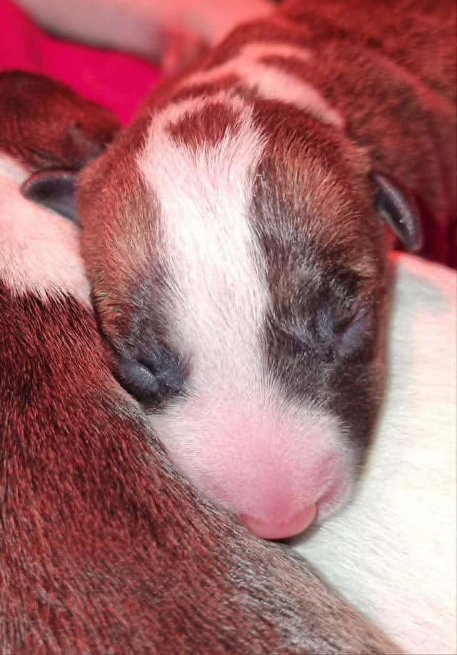 Miniature Bull Terrier Puppies media 6