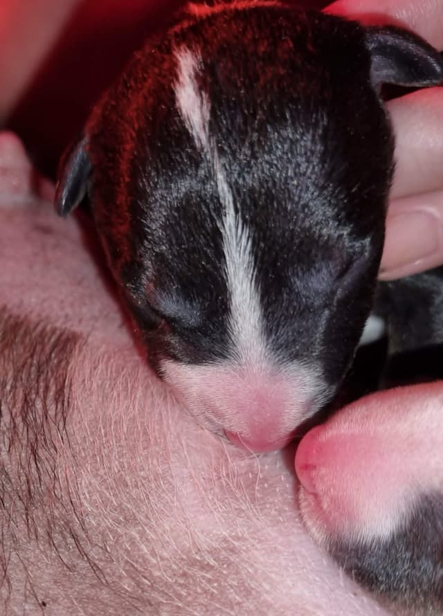 Miniature Bull Terrier Puppies media 7