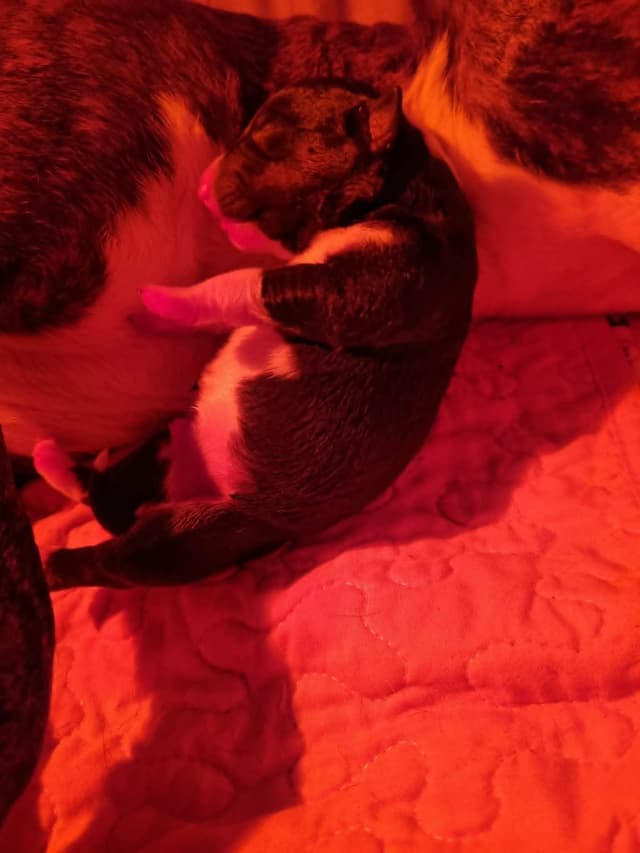 Miniature Bull Terrier Puppies media 9