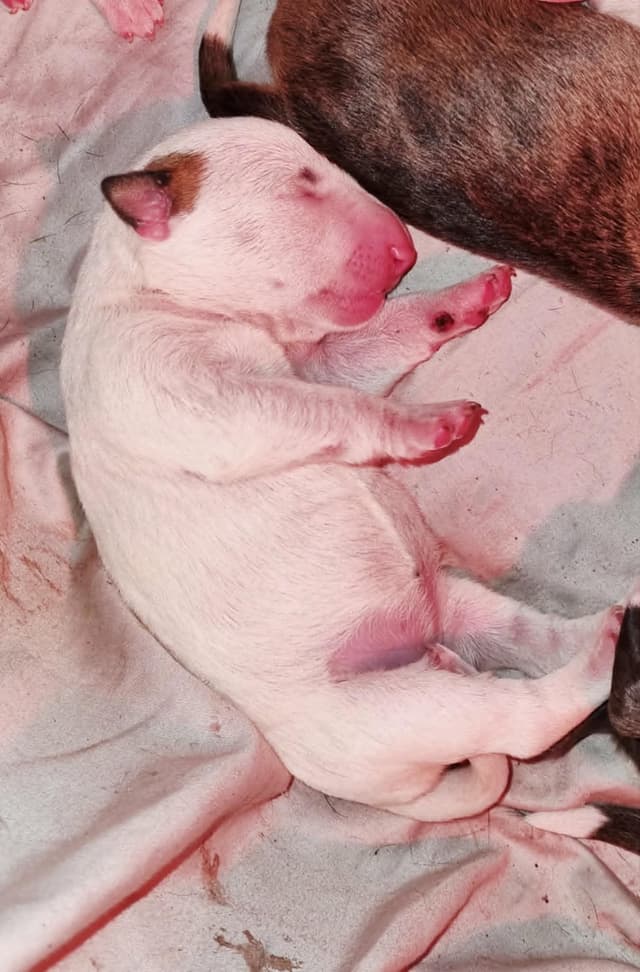 Miniature Bull Terrier Puppies media 10