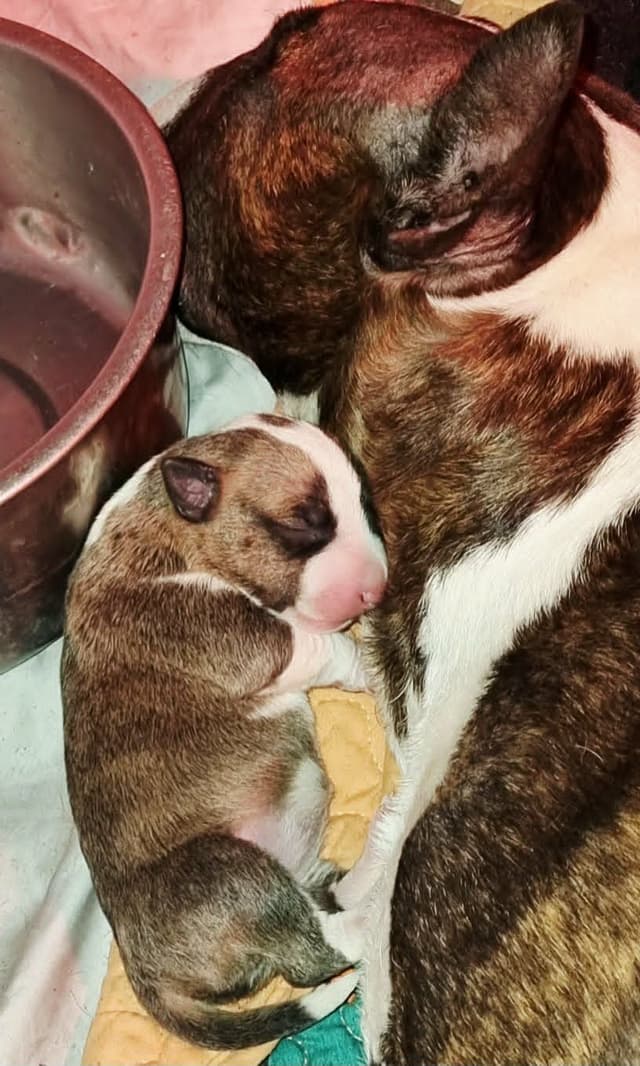 Miniature Bull Terrier Puppies media 11