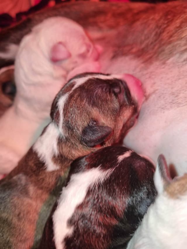 Miniature Bull Terrier Puppies media 12