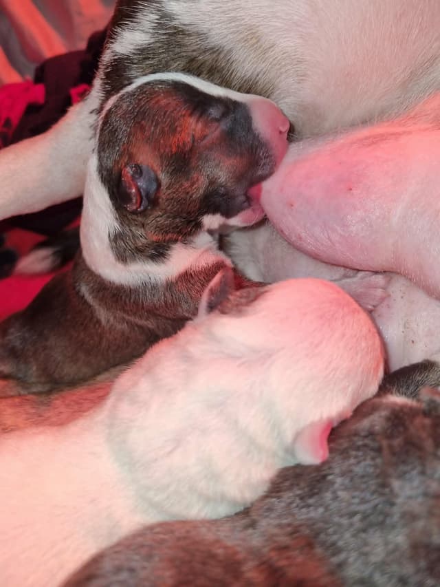 Miniature Bull Terrier Puppies media 13