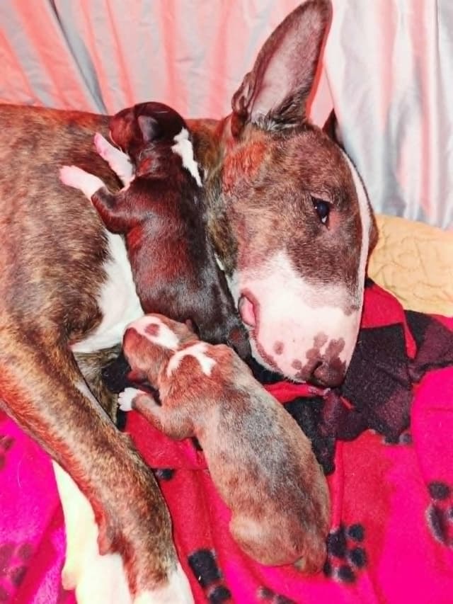 Miniature Bull Terrier Puppies media 14