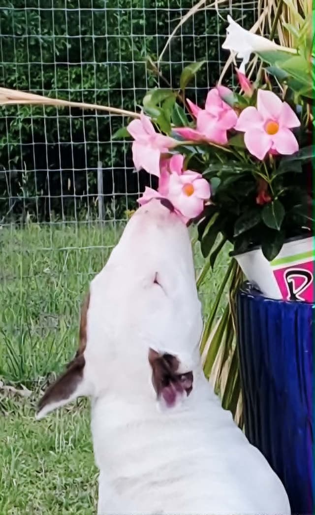 Miniature Bull Terrier Puppies media 15