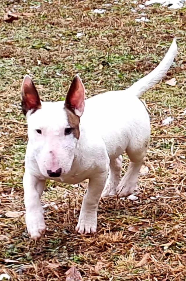 Miniature Bull Terrier Puppies media 16