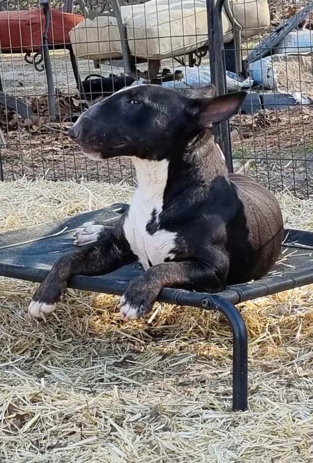 Miniature Bull Terrier Puppies media 3