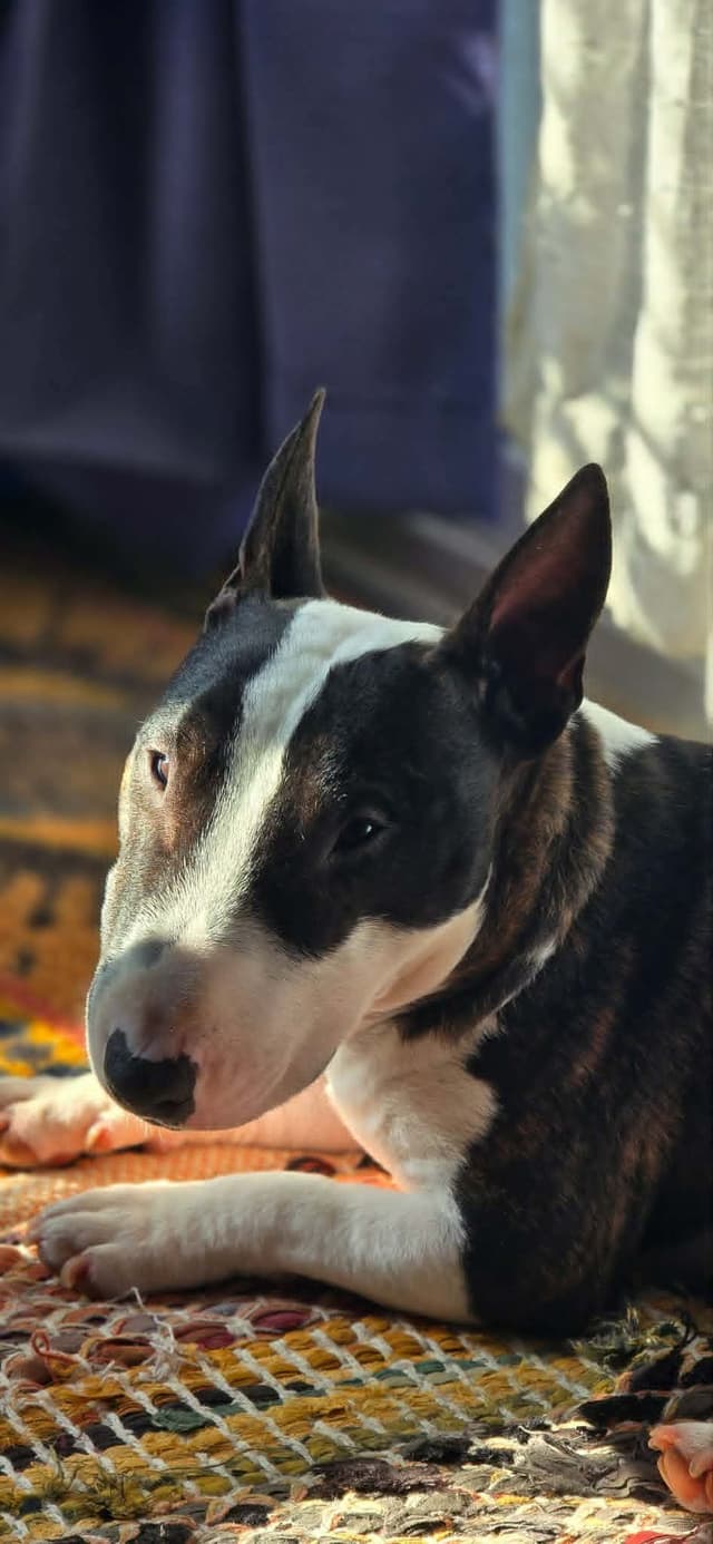 Miniature Bull Terrier Puppies media 4