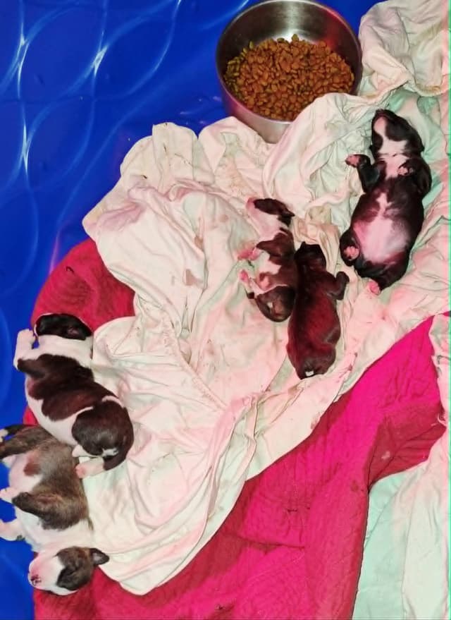 Miniature Bull Terrier Puppies media 2