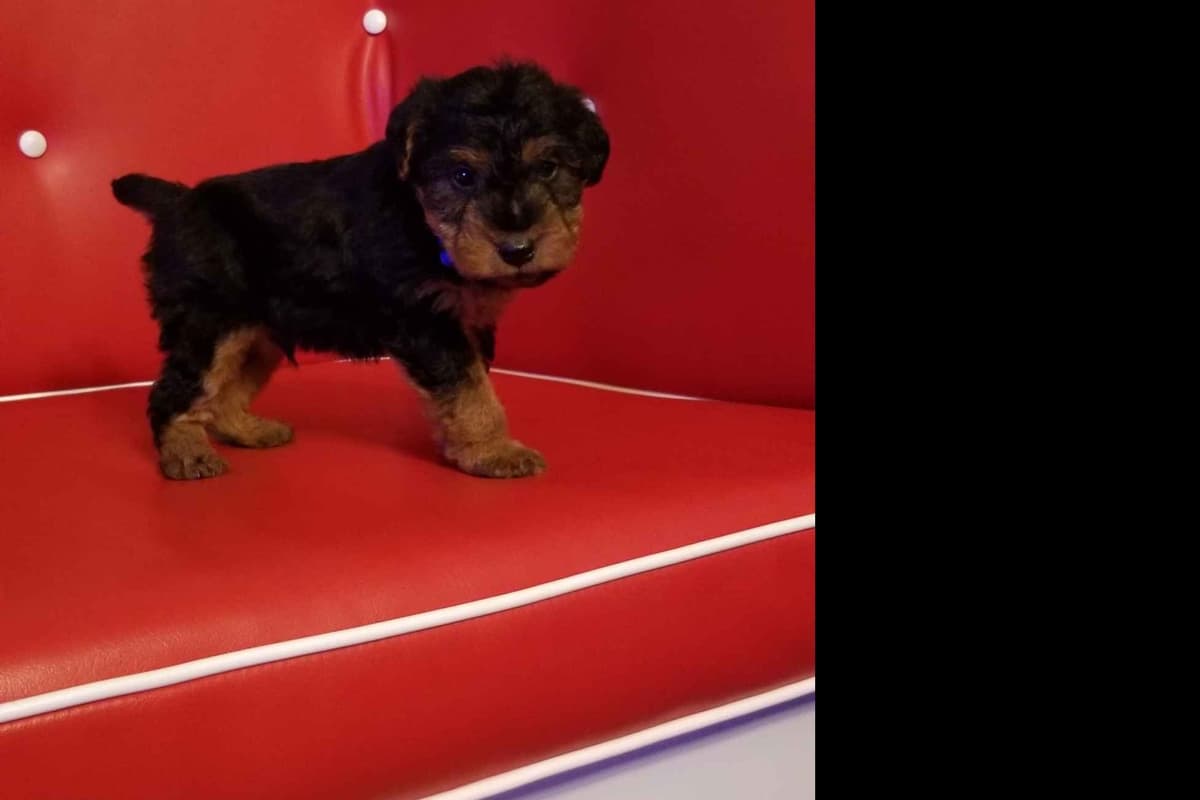 Welsh Terrier Puppies breeder image 3