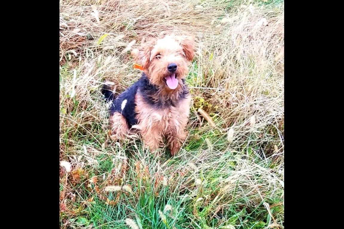 Welsh Terrier Puppies breeder image 4