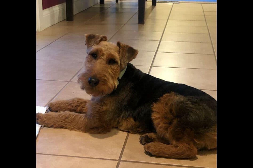 Welsh Terrier Puppies breeder image 1