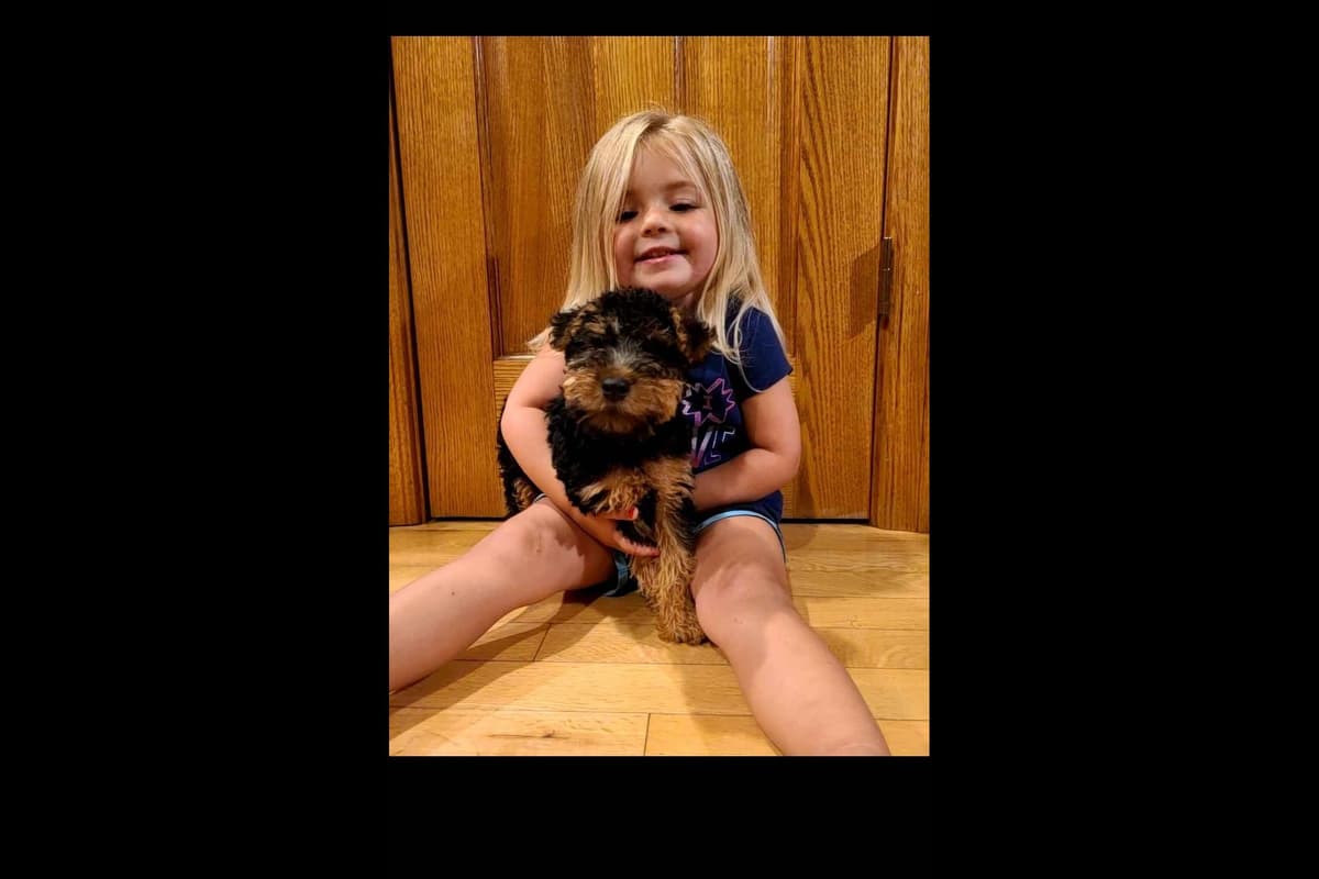Welsh Terrier Puppies breeder image 5