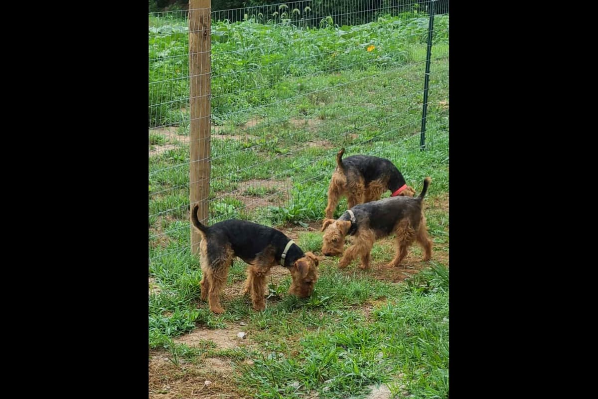 Welsh Terrier Puppies breeder image 6