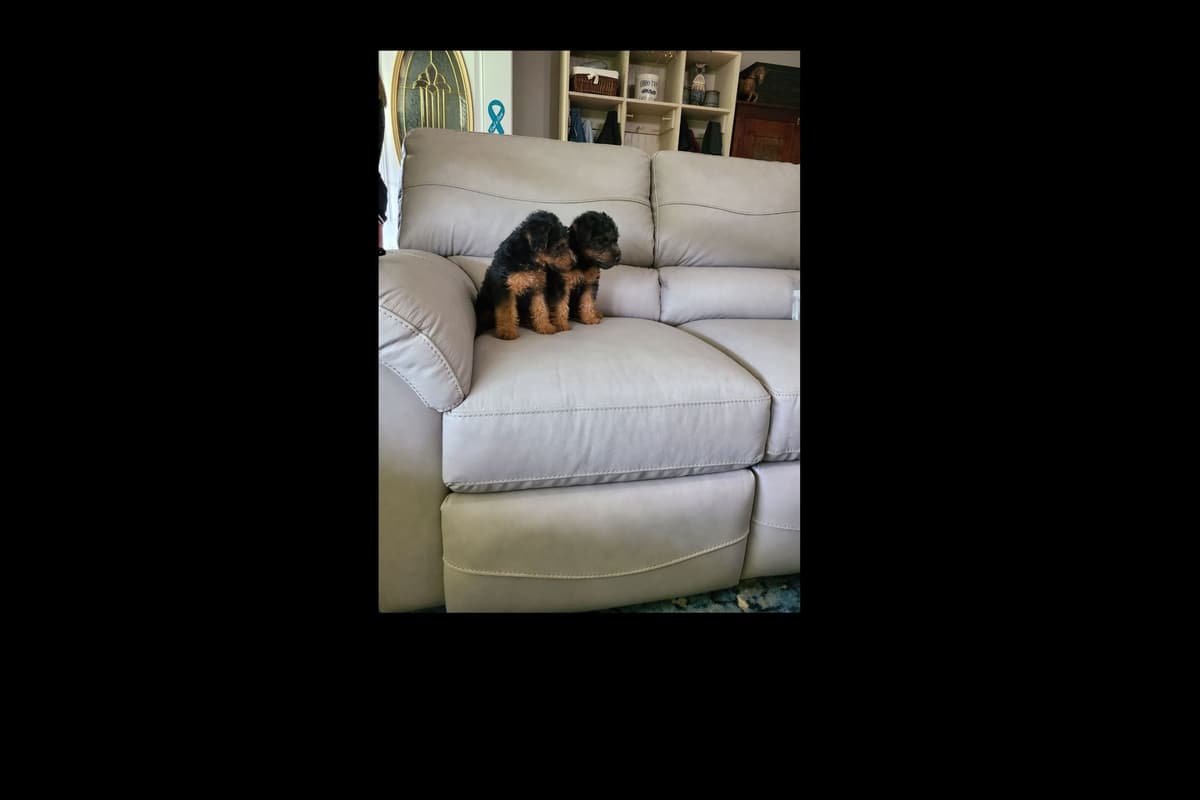 Welsh Terrier Puppies breeder image 7