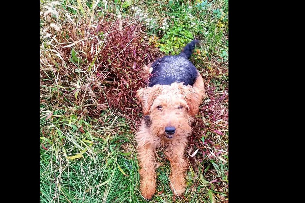 Welsh Terrier Puppies breeder image 8