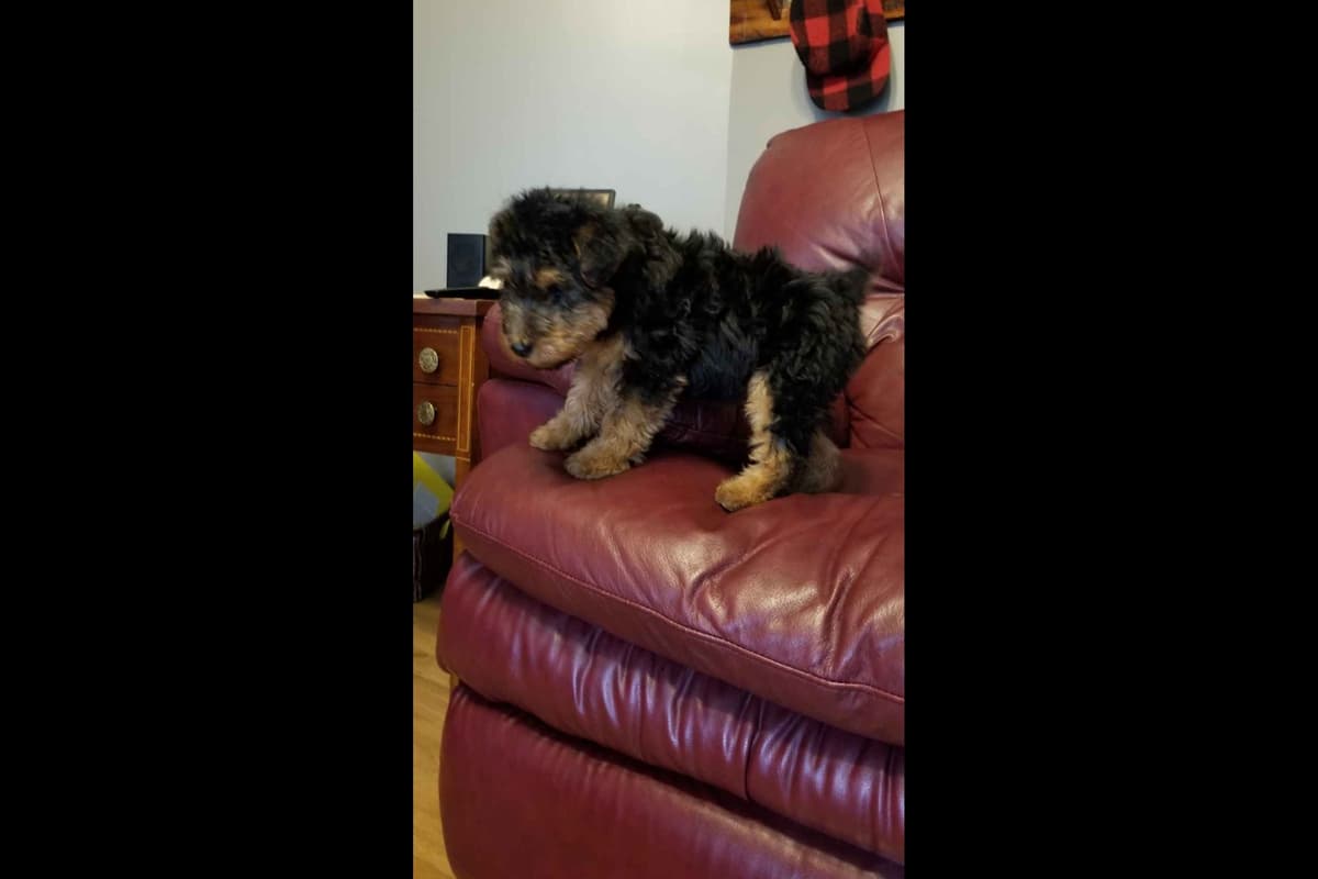 Welsh Terrier Puppies breeder image 9