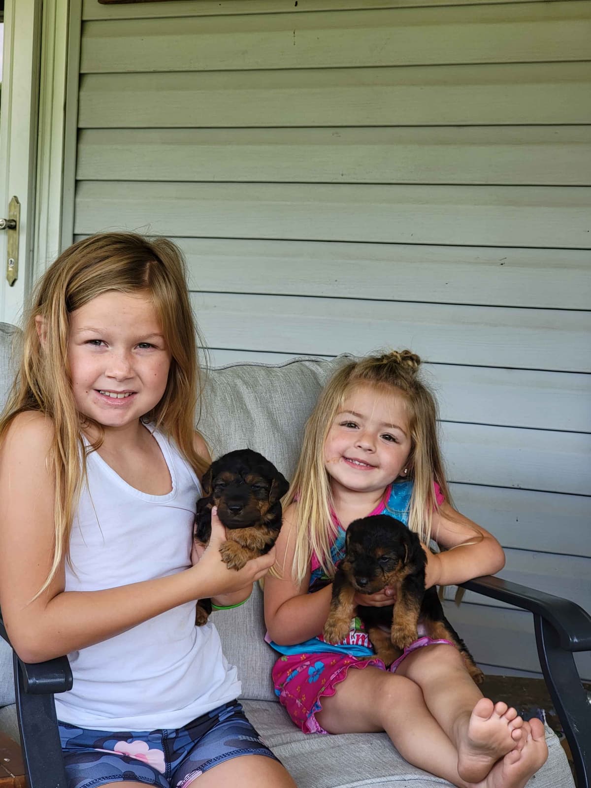 Welsh Terrier Puppies breeder image 11