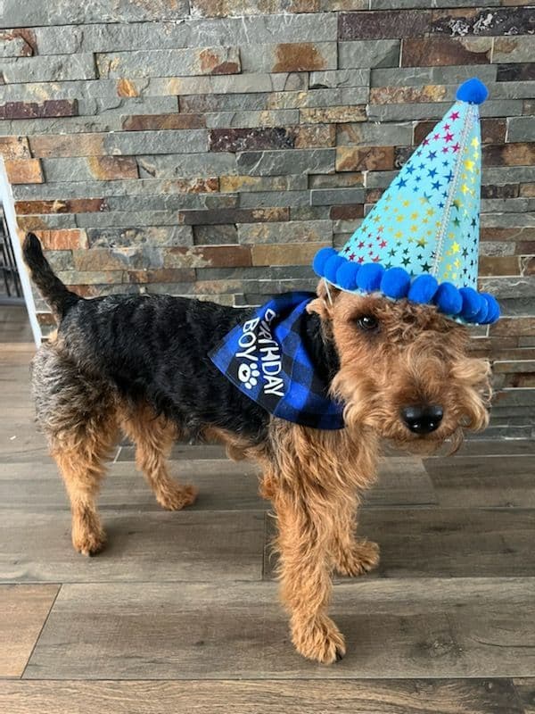 Welsh Terrier Puppies breeder image 19