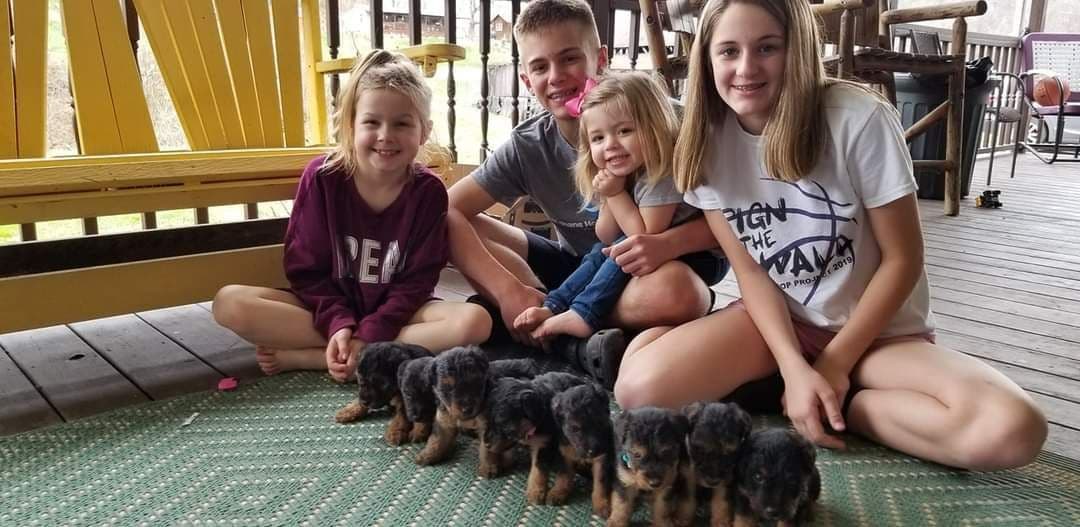 Welsh Terrier Puppies breeder image 16