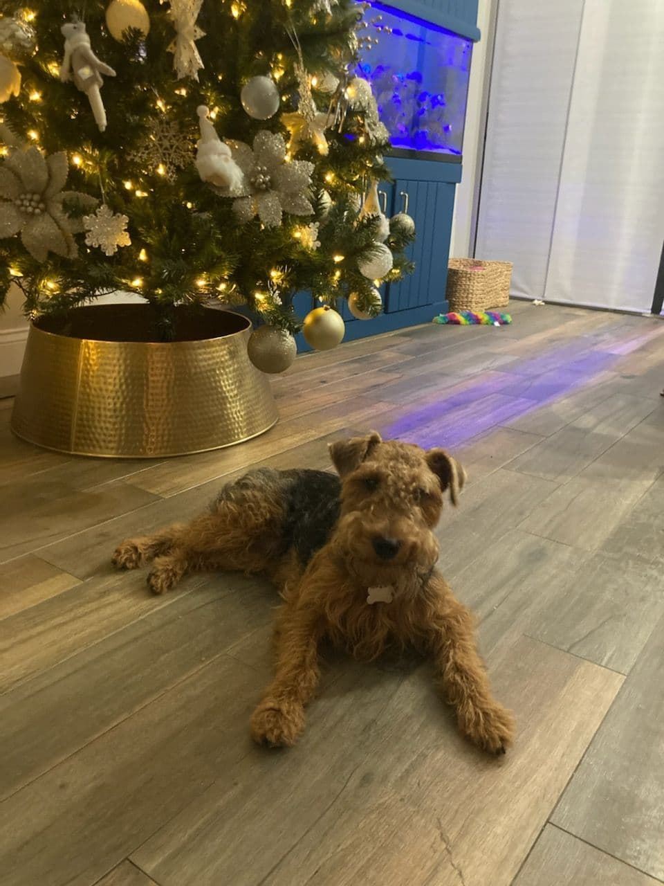 Welsh Terrier Puppies breeder image 14