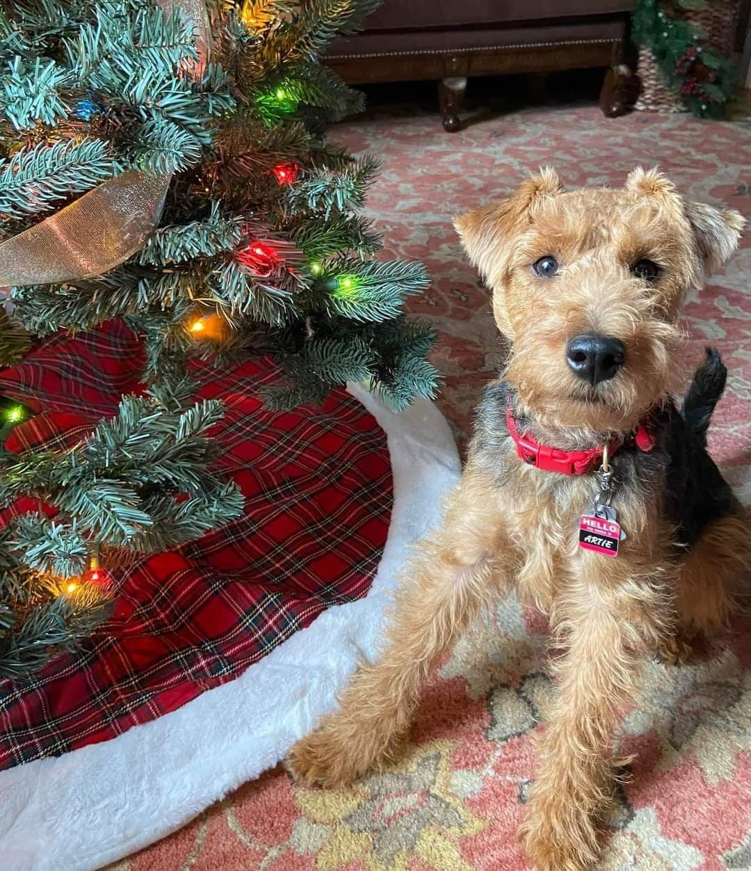 Welsh Terrier Puppies breeder image 18