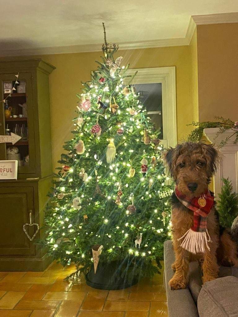 Welsh Terrier Puppies breeder image 15