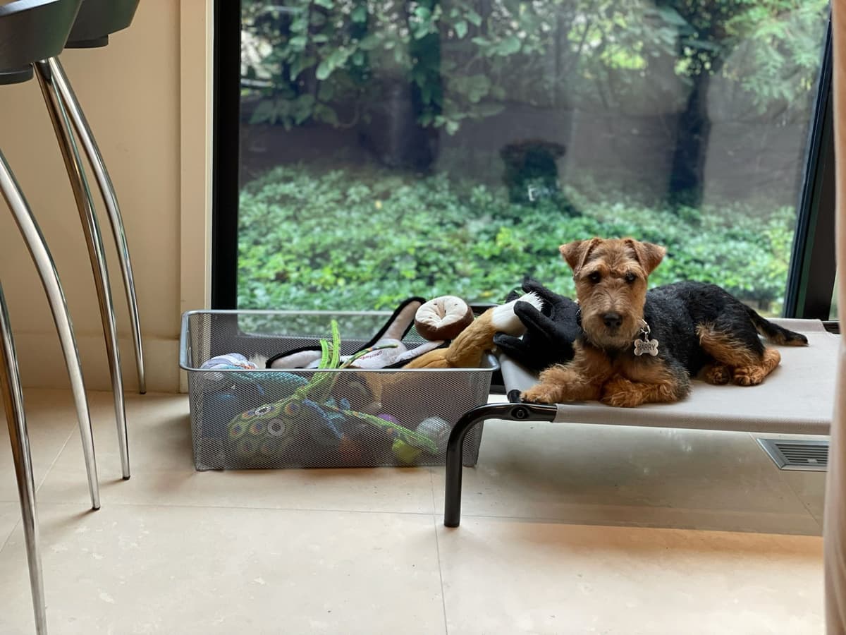 Welsh Terrier Puppies breeder image 17