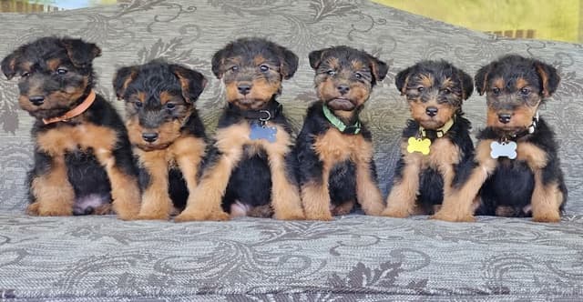 Swan Creek Welsh Terriers. Call to reserve yours now. media 2