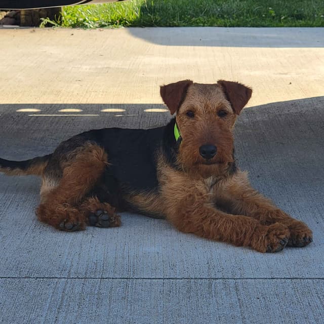 Swan Creek Welsh Terriers. Call to reserve yours now. media 3