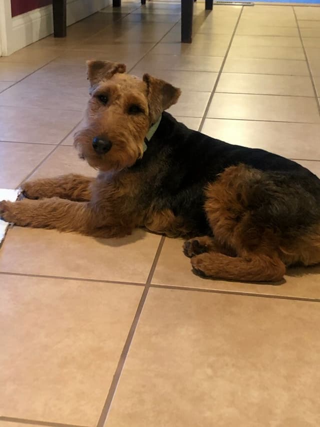 Swan Creek Welsh Terriers. Call to reserve yours now. media 4