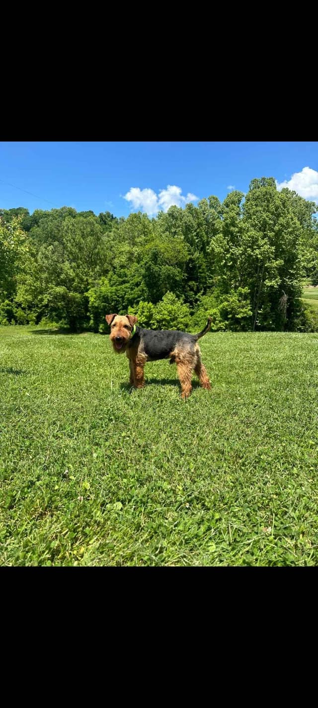 Welsh Terrier Puppies media 3