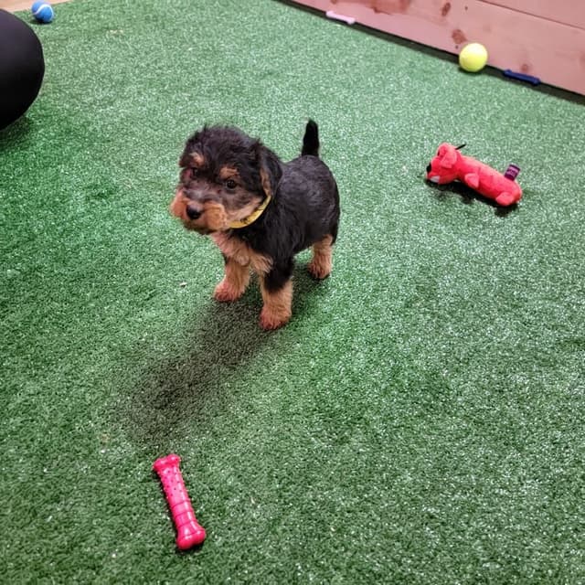 Welsh Terrier Puppies media 4