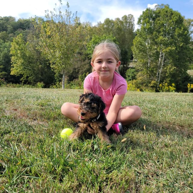 Welsh Terrier Puppies media 7