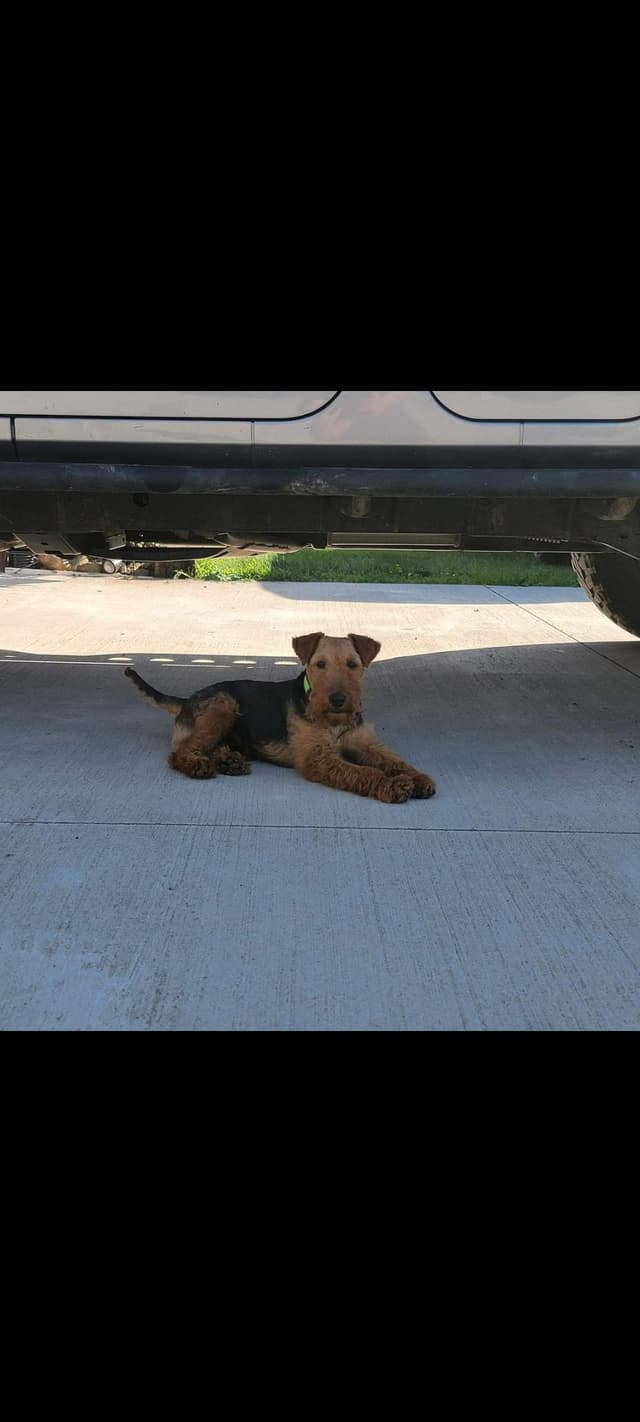 Welsh Terrier Puppies media 2