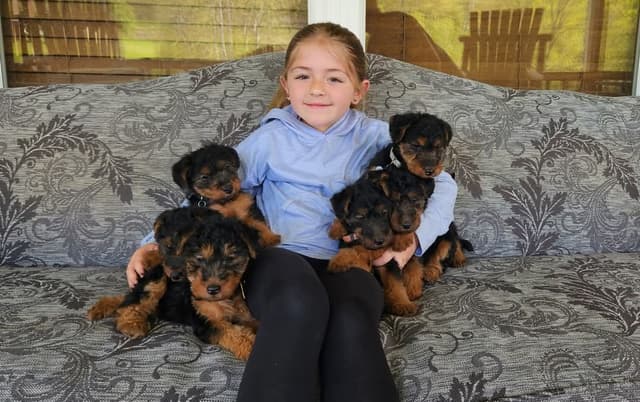 Welsh Terrier Puppies media 3