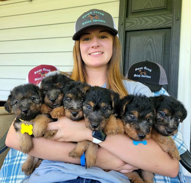 Welsh Terrier Puppies media 5