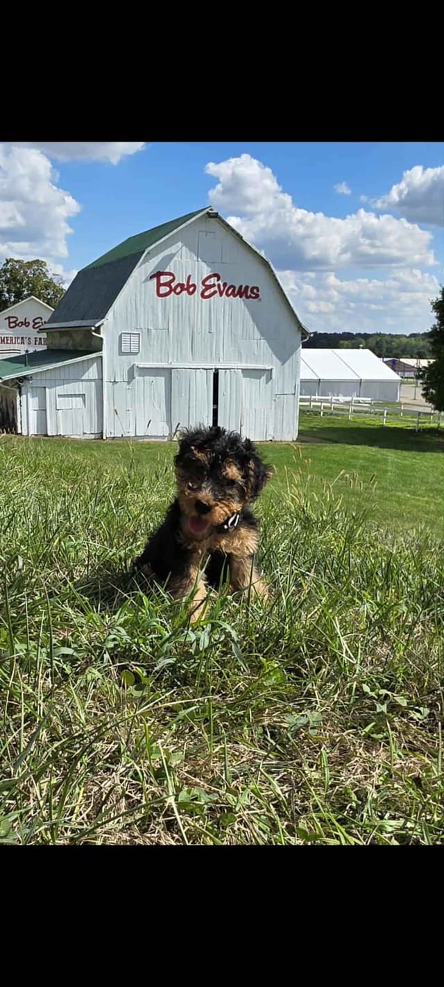 Welsh Terrier Puppies media 7