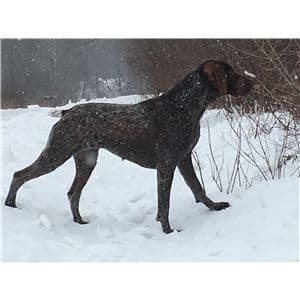 GERMAN SHORTHAIRED POINTER PUPPIES breeder image 1