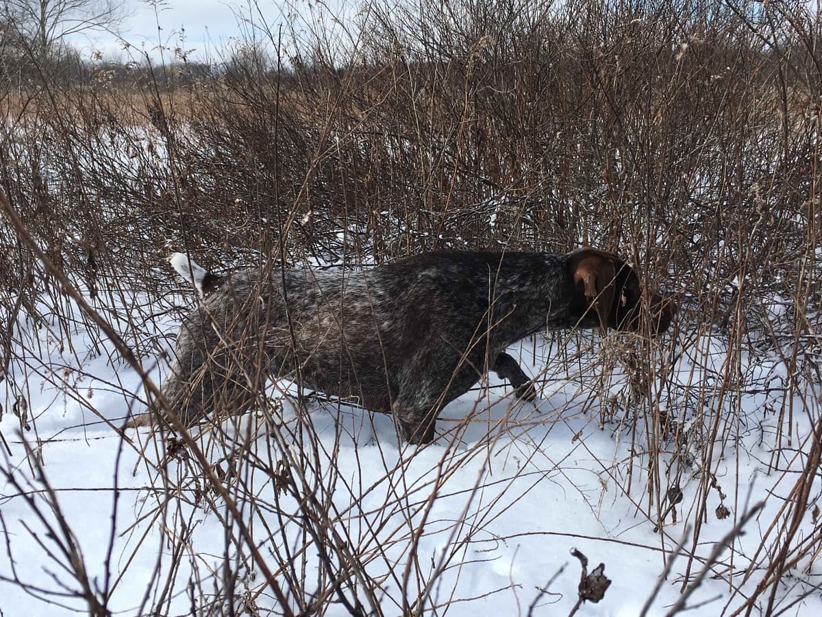 GERMAN SHORTHAIRED POINTER PUPPIES breeder image 2