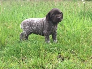 GERMAN SHORTHAIRED POINTER PUPPIES breeder image 3