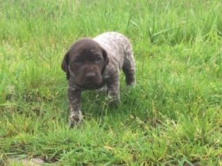 GERMAN SHORTHAIRED POINTER PUPPIES breeder image 4