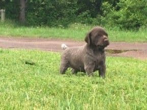 GERMAN SHORTHAIRED POINTER PUPPIES breeder image 5